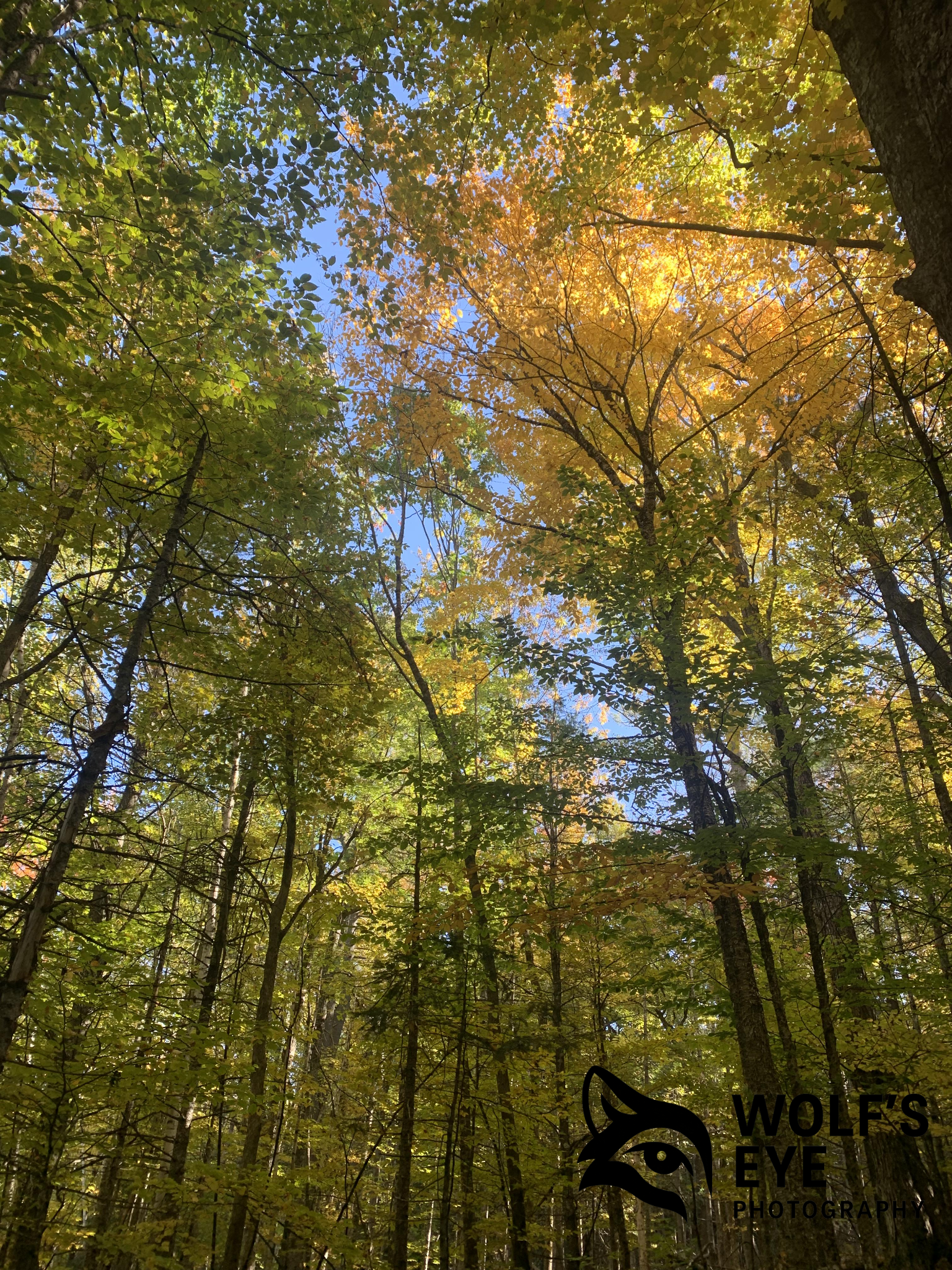 Golden Canopy Glow