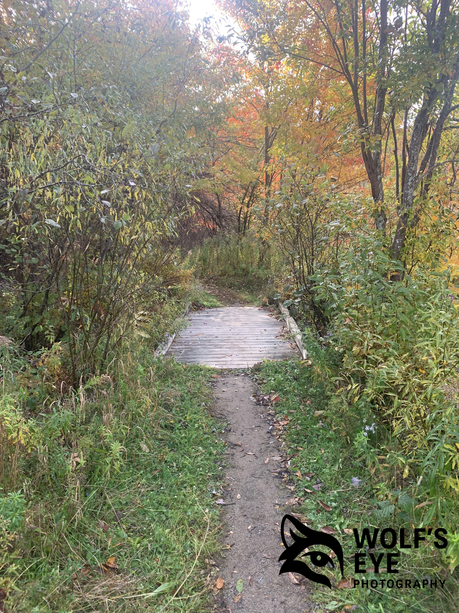 Autumn Pathway Bridge