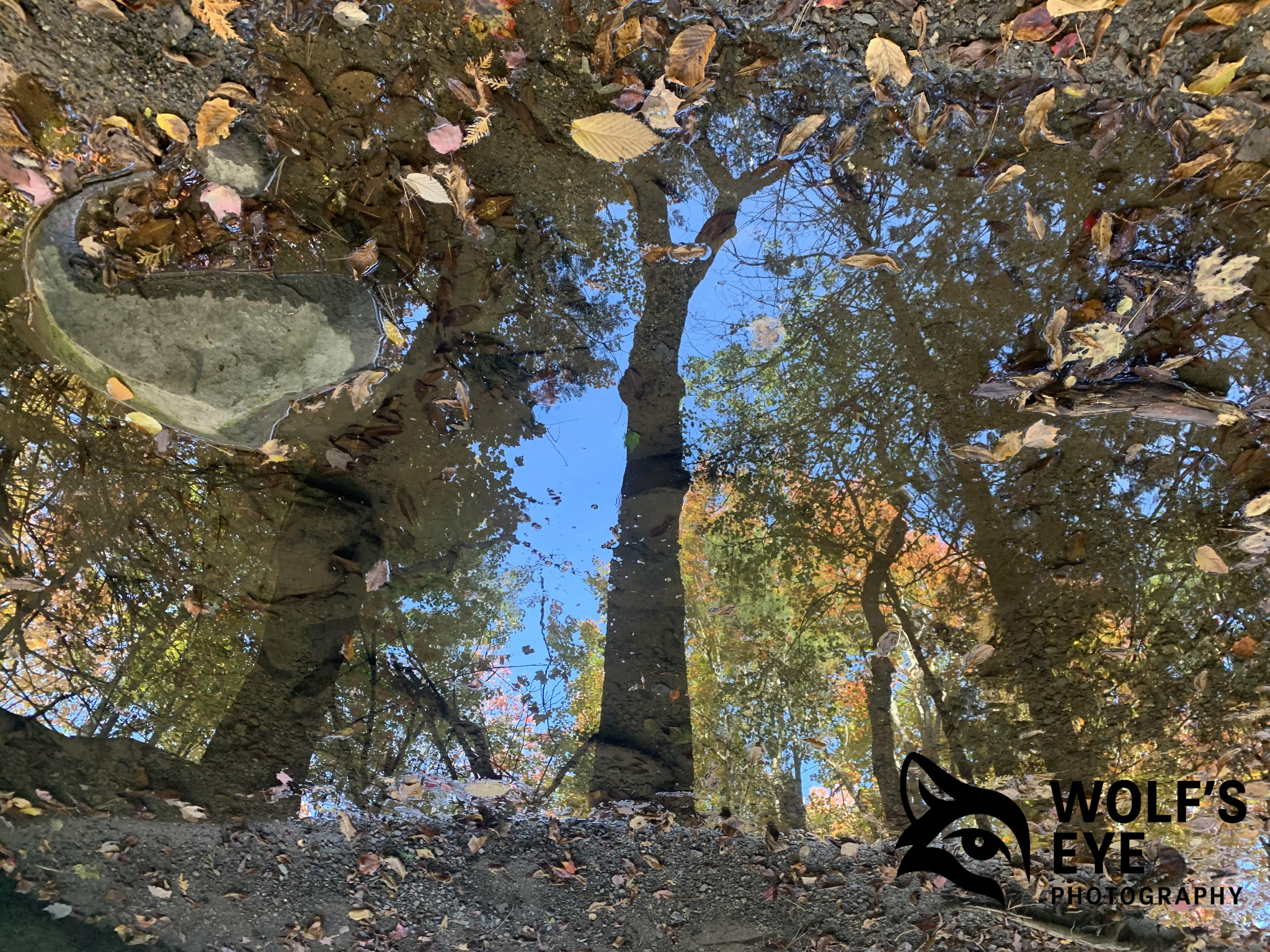 Autumn Reflection Pool