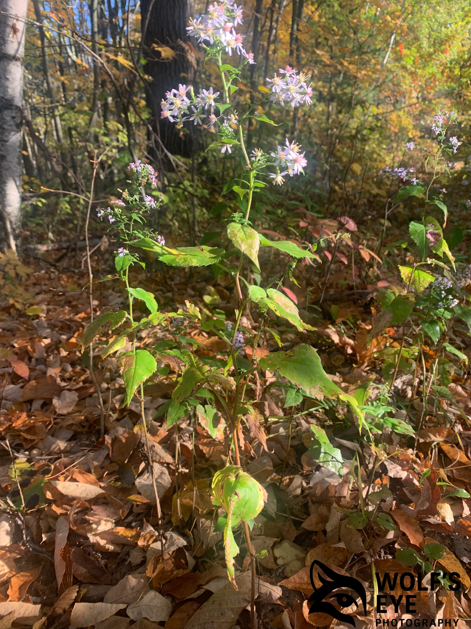 Woodland Aster in Autumn Light