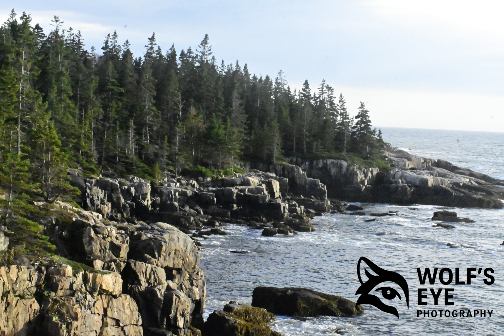 Rugged Pine Coastline