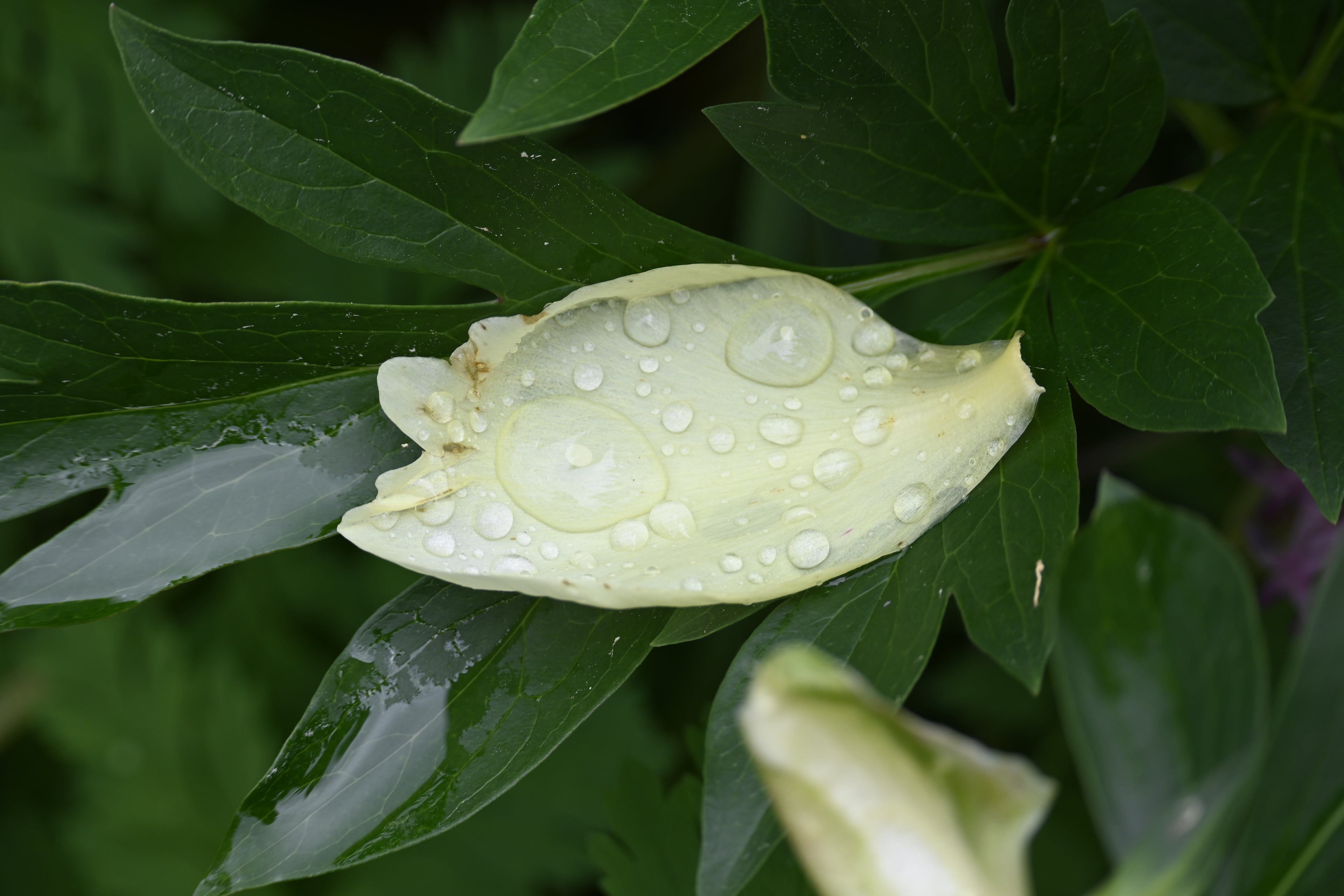 Nature’s Teardrops