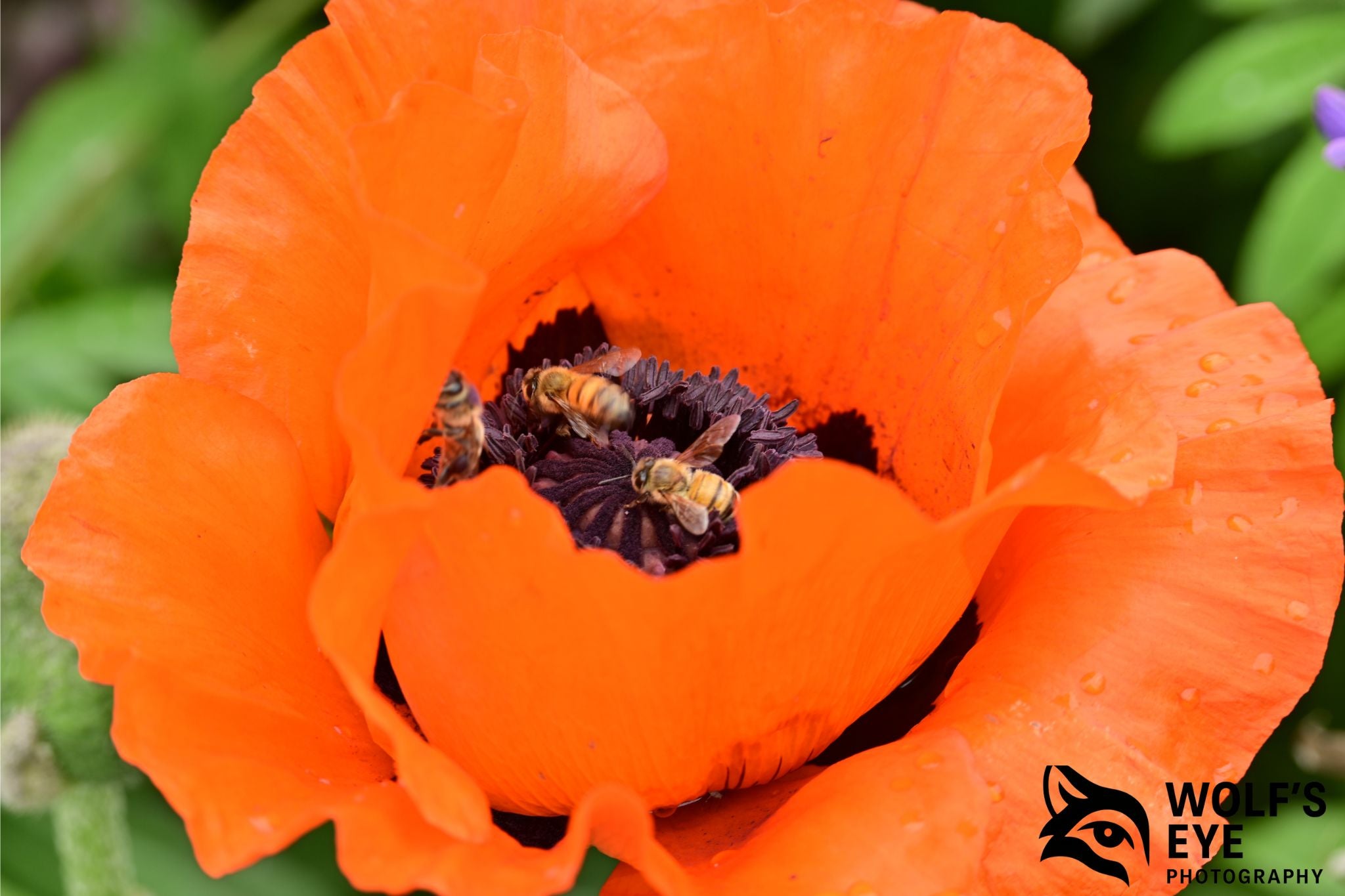 Bees on Poppy